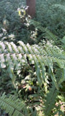 Nephrolepis brownii