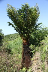 Cyathea dregei