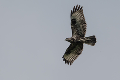Buteo oreophilus