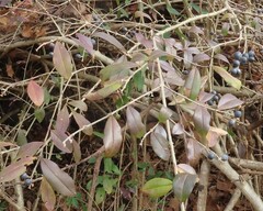 Ligustrum quihoui