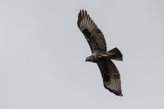Buteo oreophilus