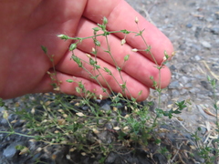 Arenaria serpyllifolia
