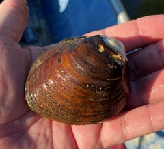 Reginaia ebenus
