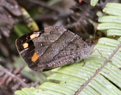 Corades chelonis