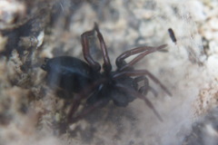 Trachyzelotes pedestris