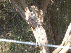 Chlorocebus pygerythrus