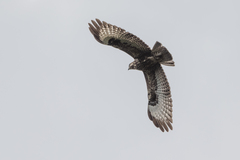 Buteo oreophilus