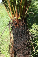 Cyathea dregei