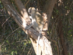 Chlorocebus pygerythrus