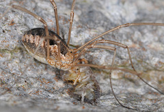 Phalangium opilio