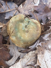 Lactarius chelidonium