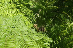 Cyathea dregei
