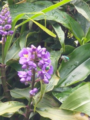 Dichorisandra thyrsiflora