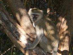 Chlorocebus pygerythrus