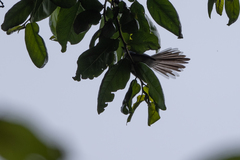 Elminia albicauda