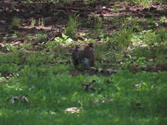 Sciurus carolinensis