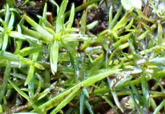 Crassula helmsii