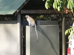 Chlorocebus pygerythrus