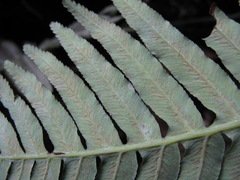 Plagiogyria assurgens