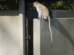 Chlorocebus pygerythrus