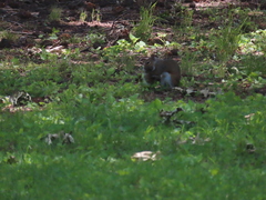 Sciurus carolinensis