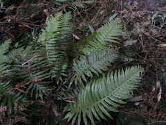 Plagiogyria assurgens