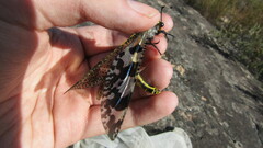 Palpares speciosus