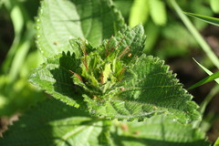 Acalypha punctata