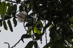 Elminia albicauda
