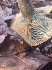 Lactarius chelidonium