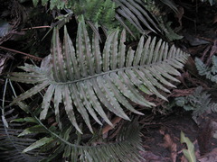 Plagiogyria assurgens