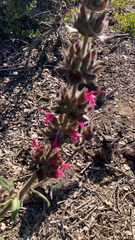 Salvia spathacea