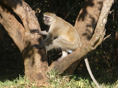 Chlorocebus pygerythrus