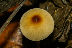 Mycena vitilis