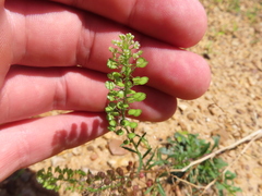 Lepidium virginicum