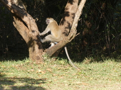 Chlorocebus pygerythrus