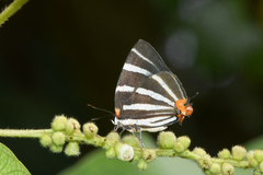 Panthiades bathildis