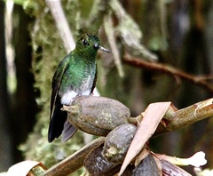 Haplophaedia aureliae