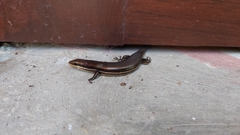 Marisora brachypoda