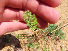 Lepidium virginicum