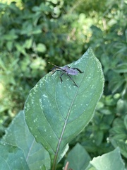 Elasmopoda valga
