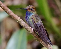 Urochroa bougueri