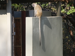 Chlorocebus pygerythrus