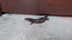 Marisora brachypoda