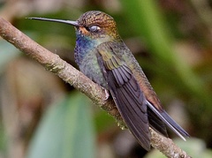 Urochroa bougueri