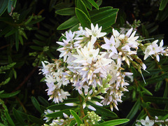 Veronica diosmifolia