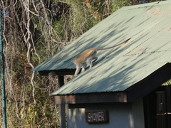 Chlorocebus pygerythrus