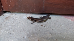 Marisora brachypoda