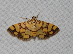 Pardomima distortana