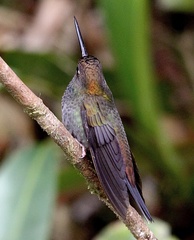 Urochroa bougueri